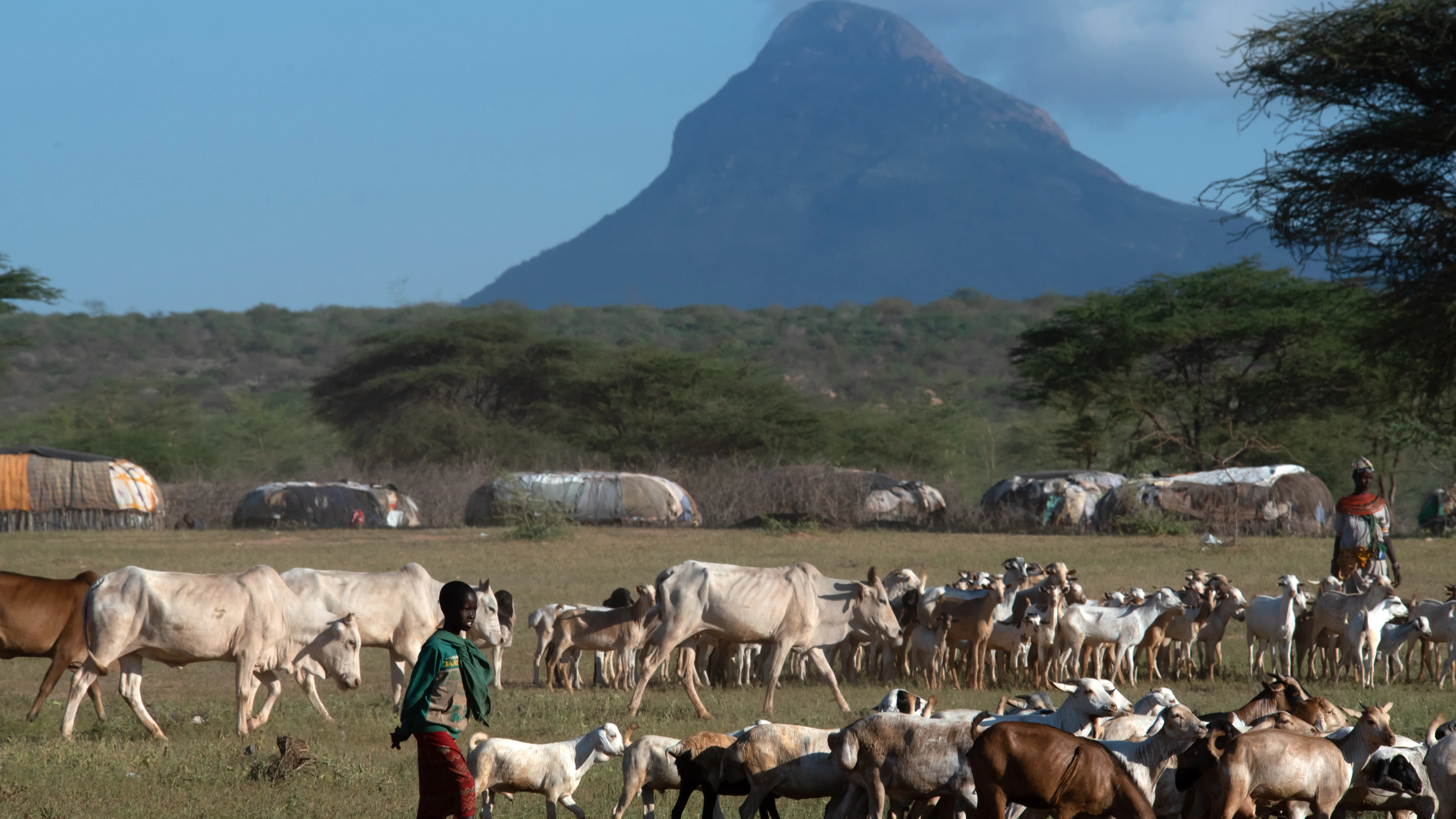 WSU Photo_Rift Valley fever